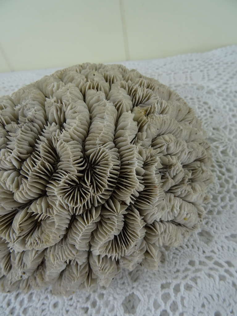Groot antiek versteend koraal