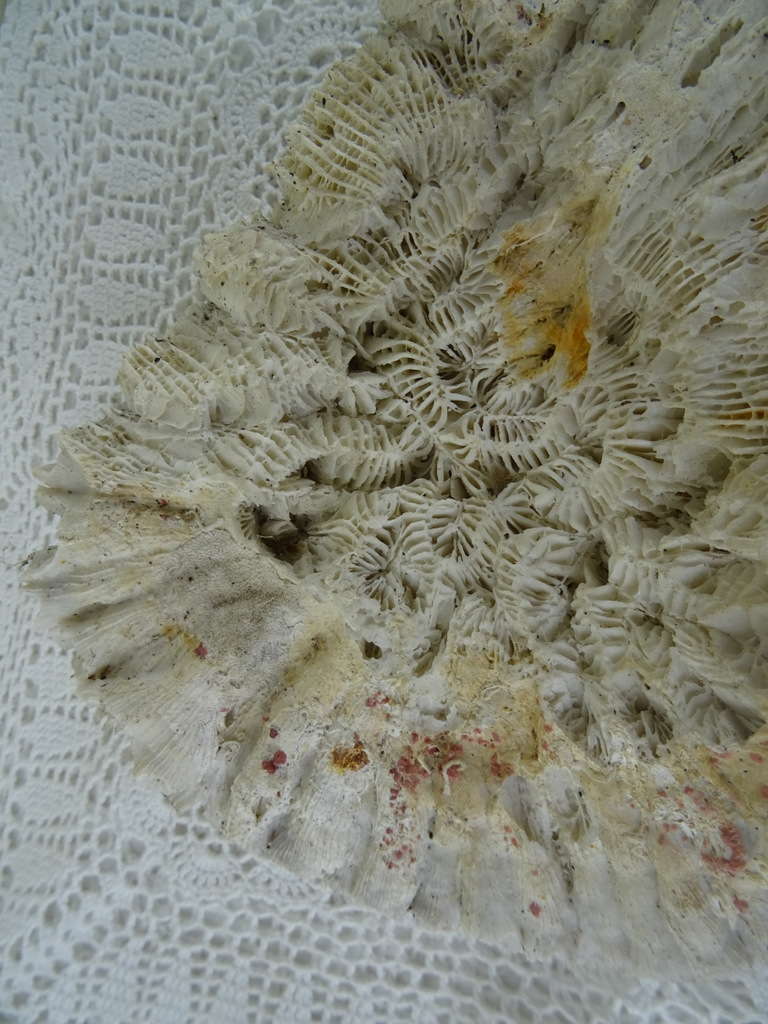Groot antiek versteend koraal