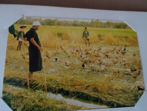 Collectie van 100 vintage ansichtkaarten Indonesië